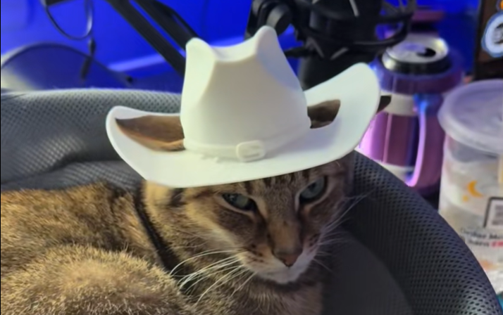 mačka s klobukom