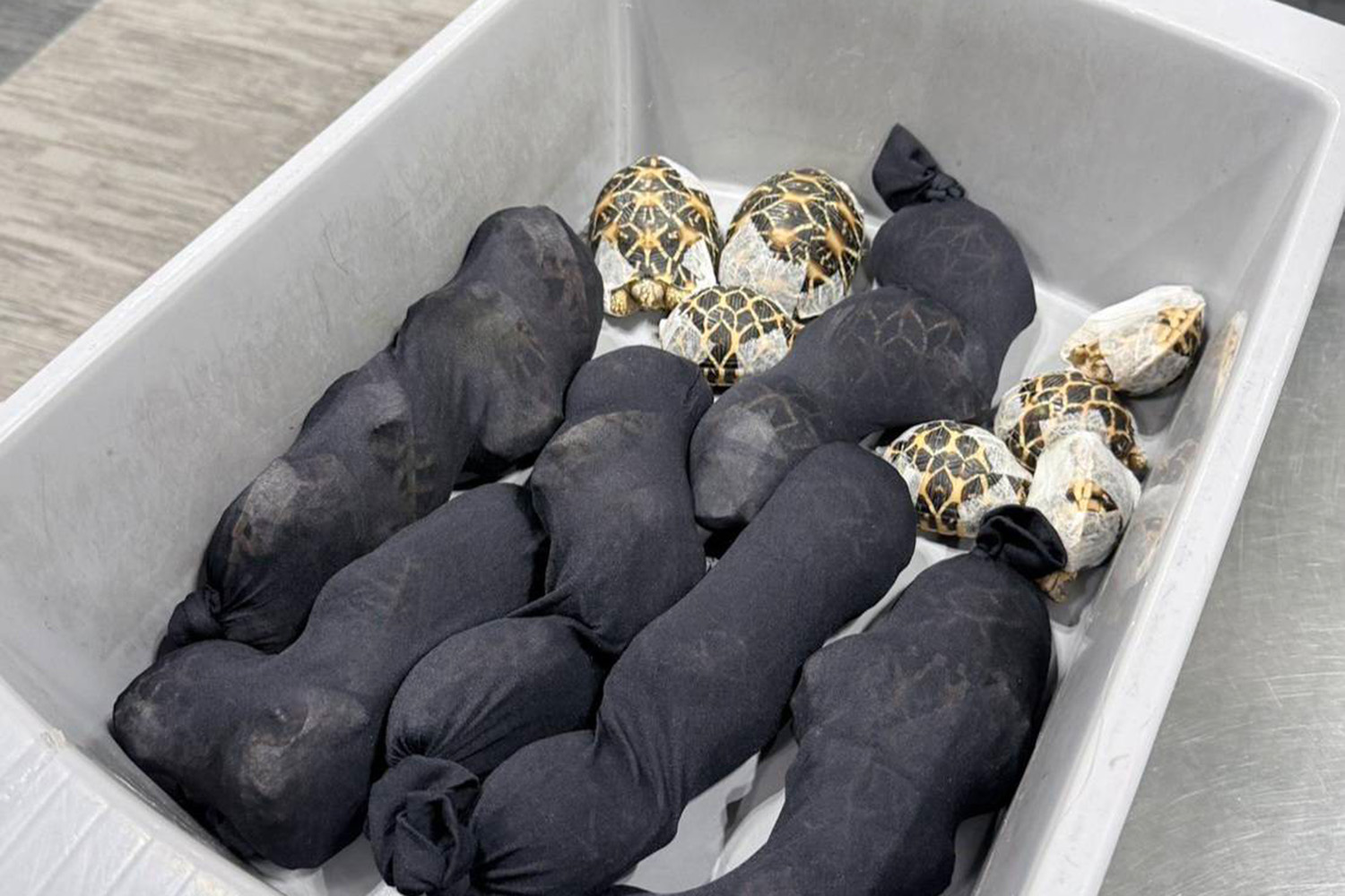 Ogrožene indijske zvezdaste želve