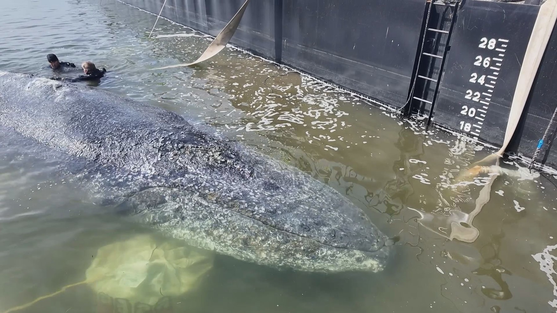 The rescue of "Timmy" is well on its way to a happy ending