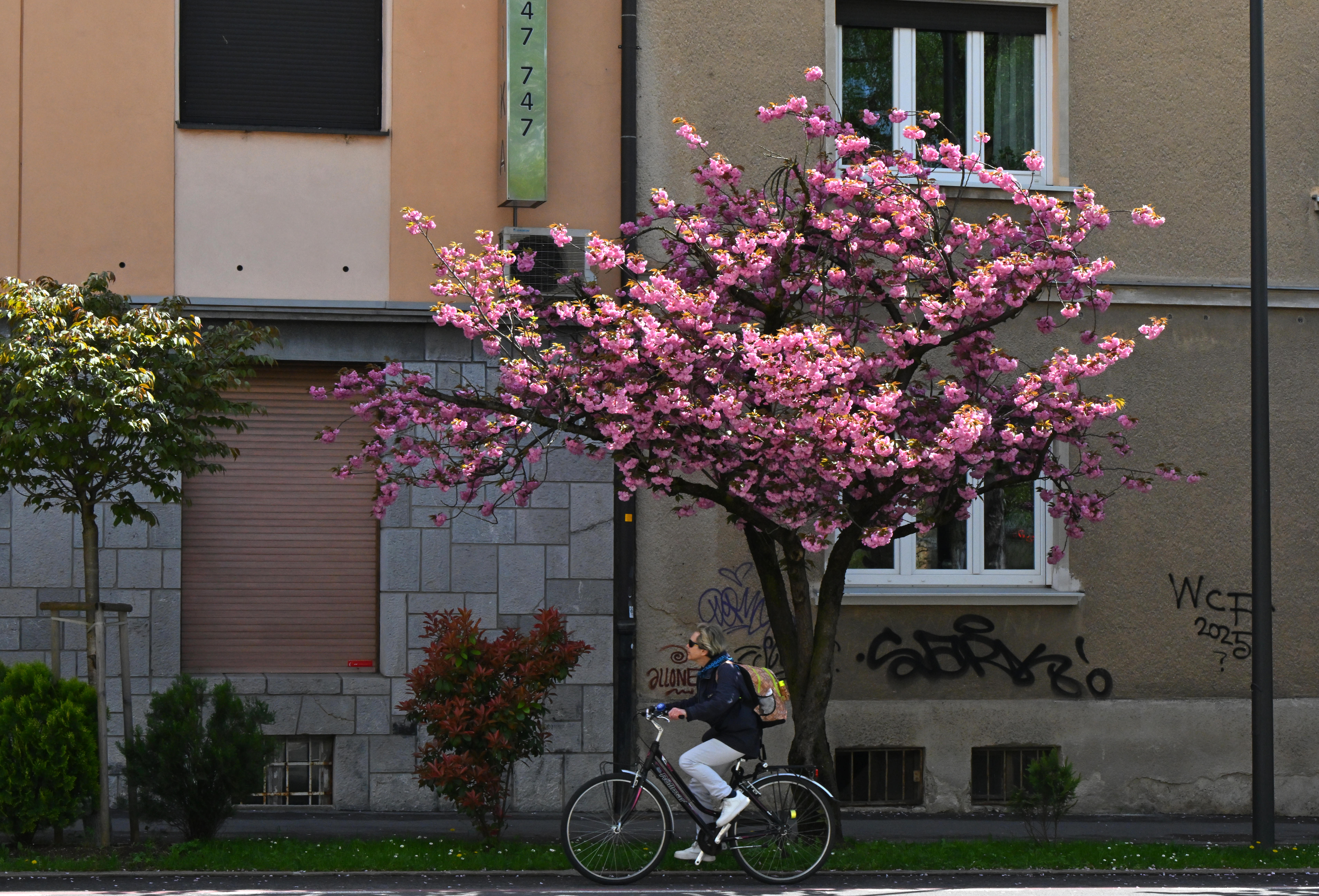 Slovenija, Ljubljana, 16.04.2025, 16. april 2025Cvetoča drevesa, cvetenje, pomlad, narava, rastline, Foto:Žiga Živulović jr./F.A.Bobo