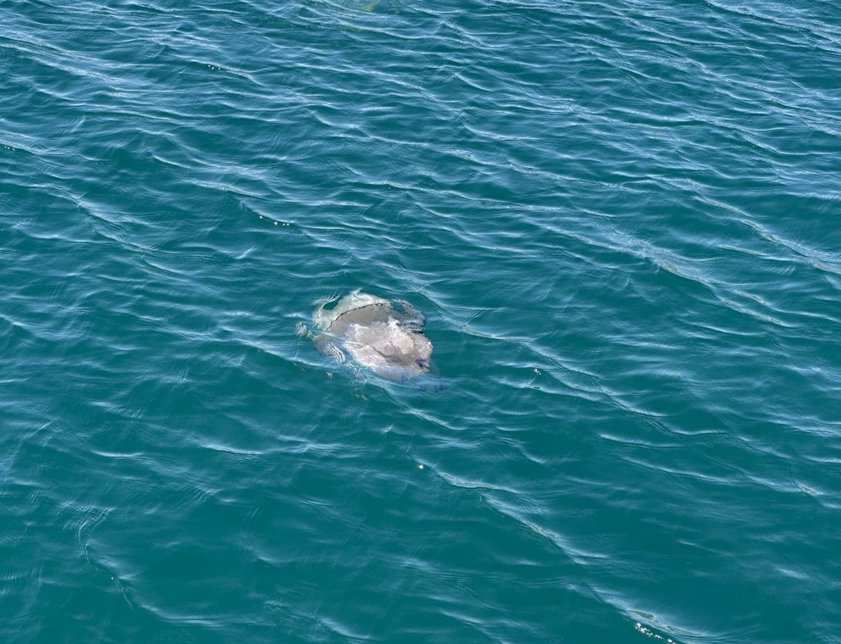 Meduza v Tržaškem zalivu