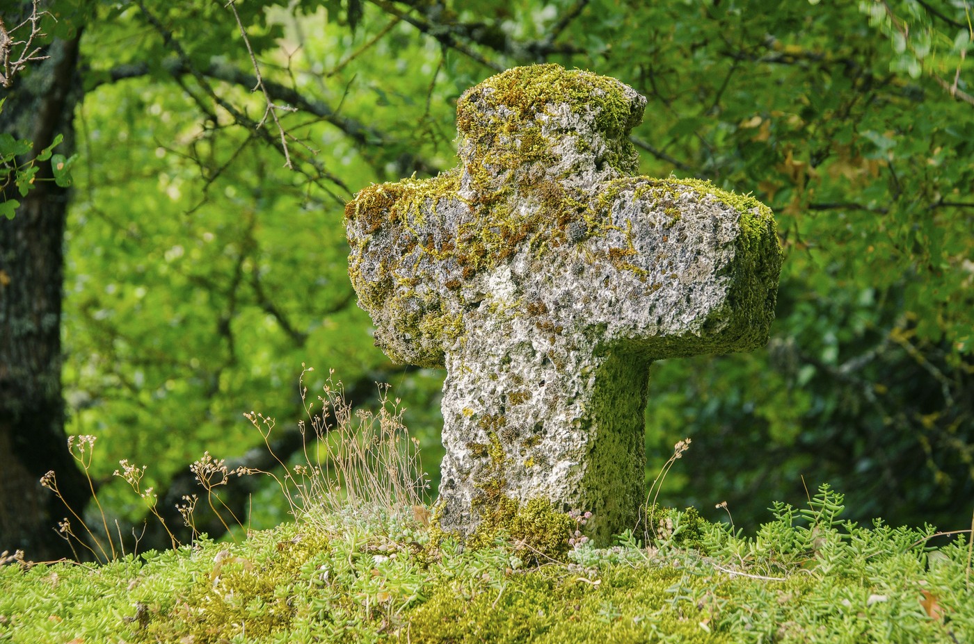 Grob, poraščen z mahom