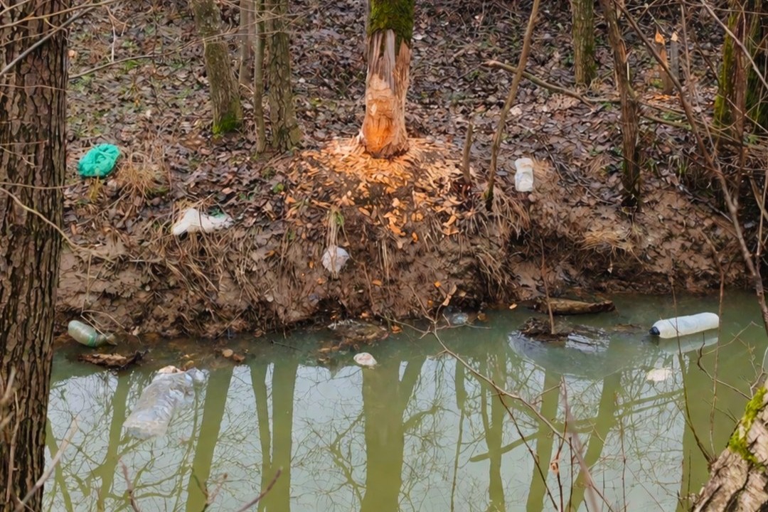 Kobilji potok na Goričkem