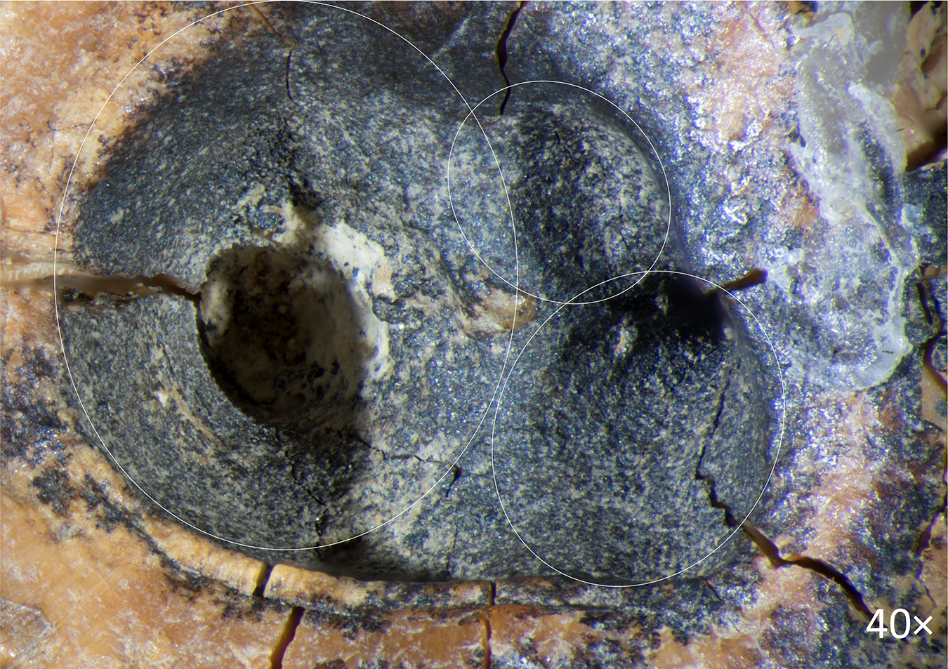 Zob neandertalca Chagyrskaya 64