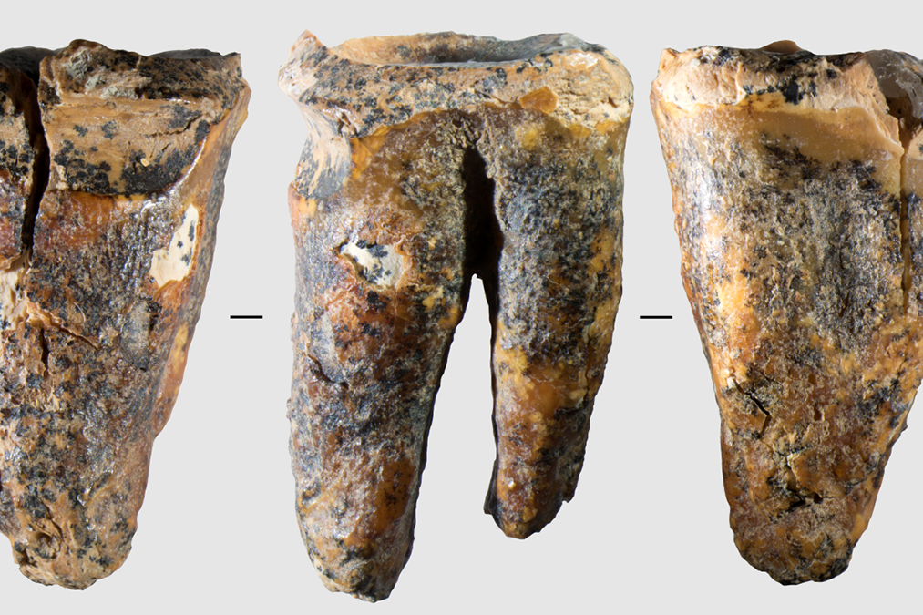 Zob neandertalca