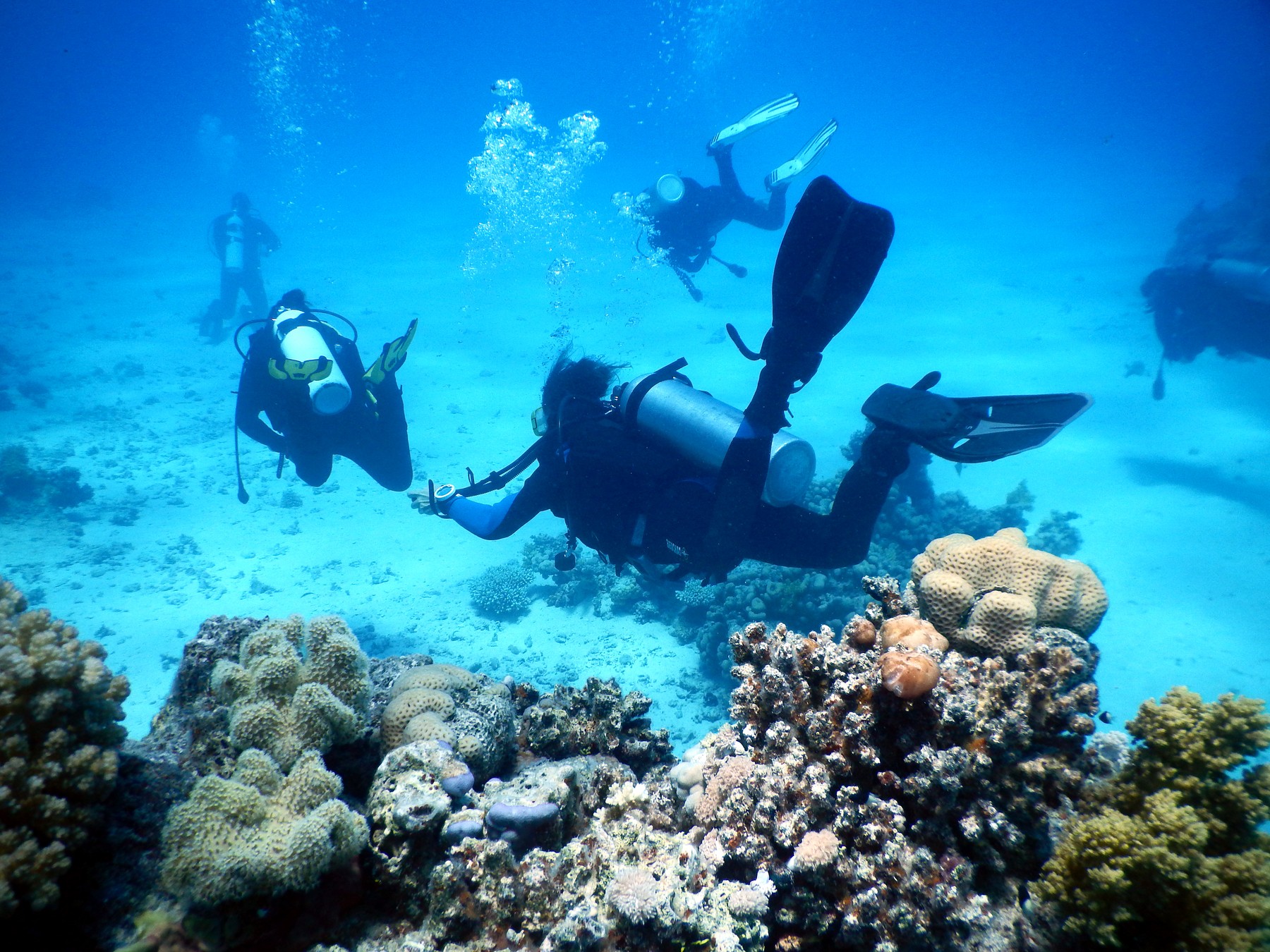 Divers on the coral reef close to Marsa Alam, Egypt,Image: 204391270, License: Rights-managed, Restrictions: , Model Release: no