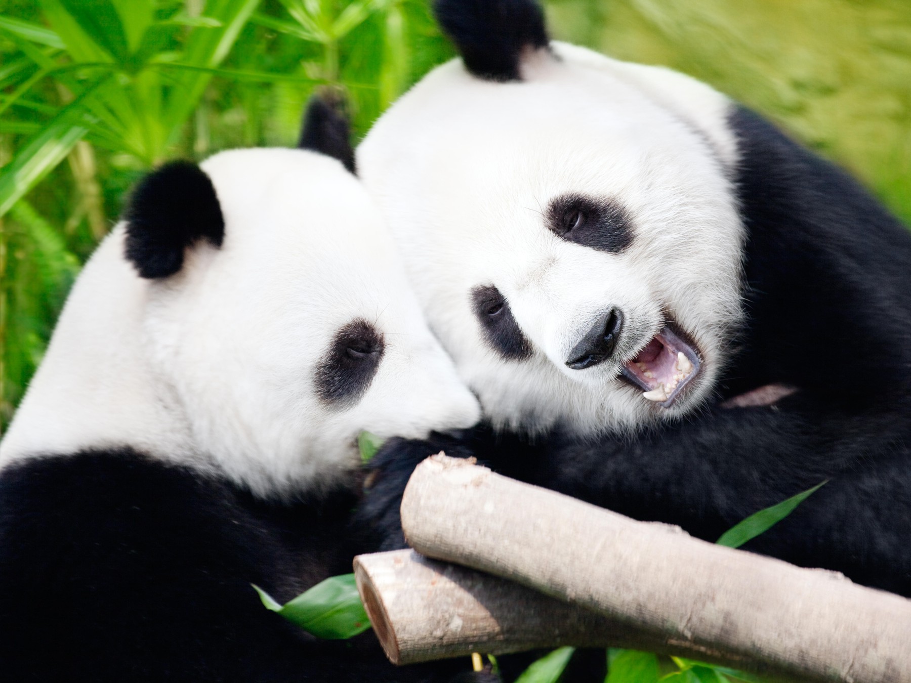Pandi