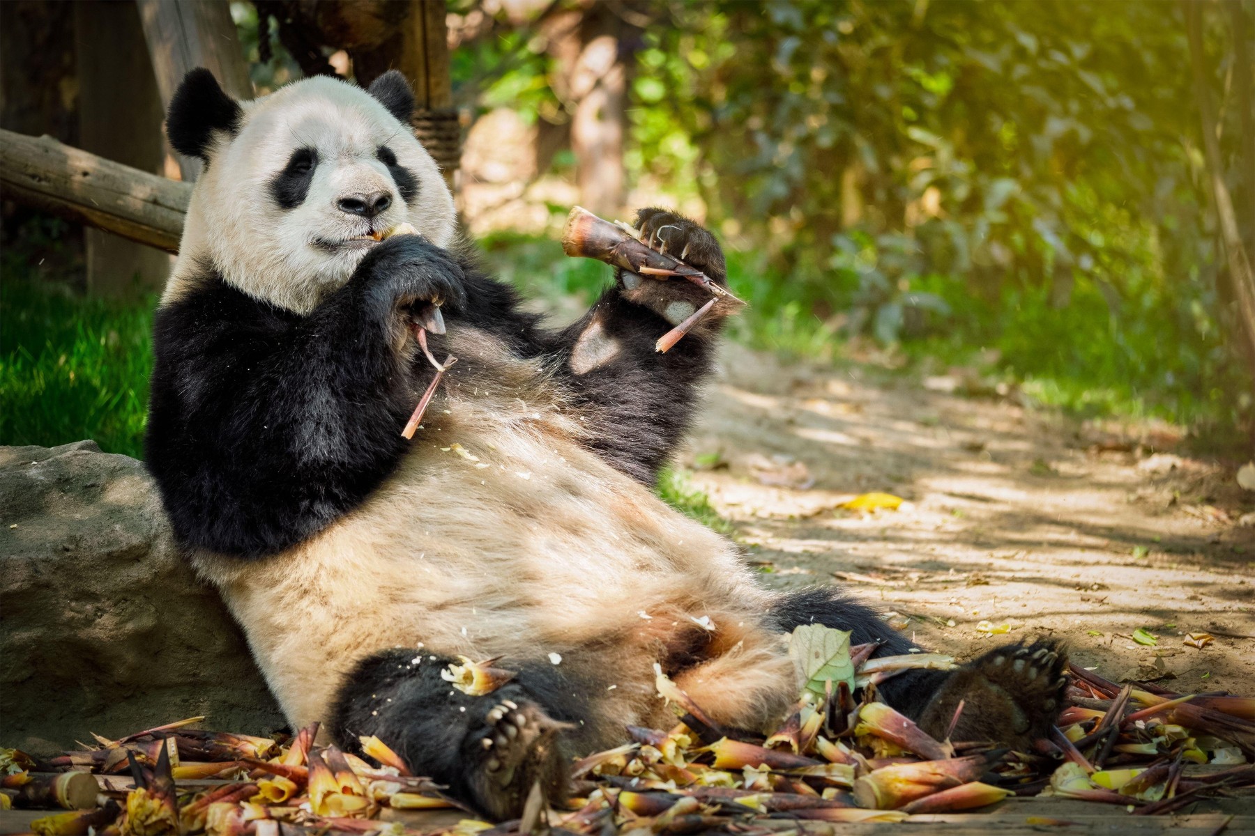 Panda je bambus