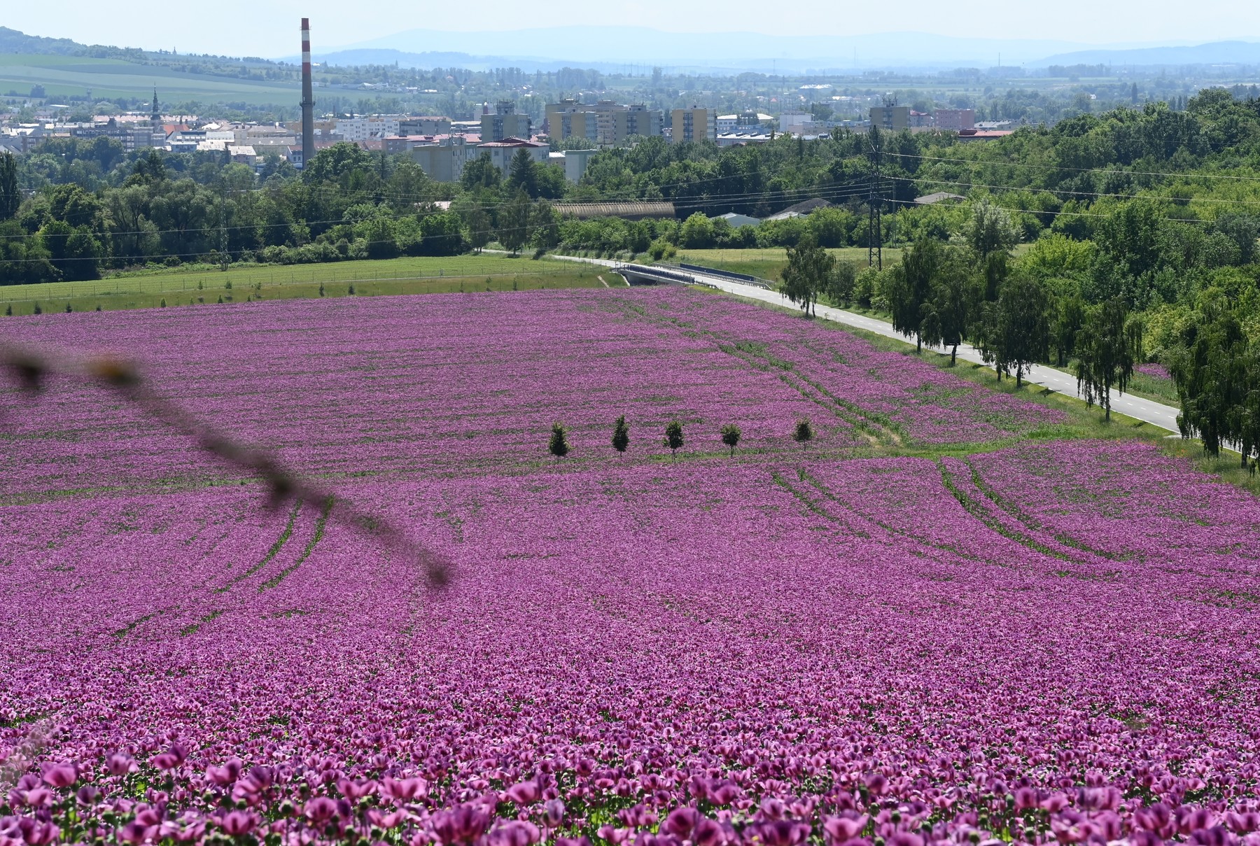 Vijolični mak