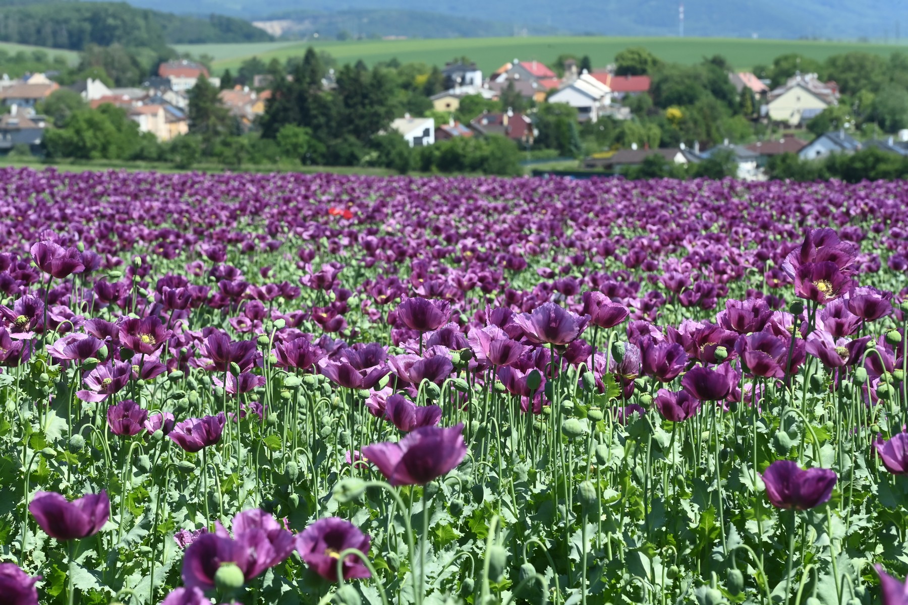 Vijolični mak