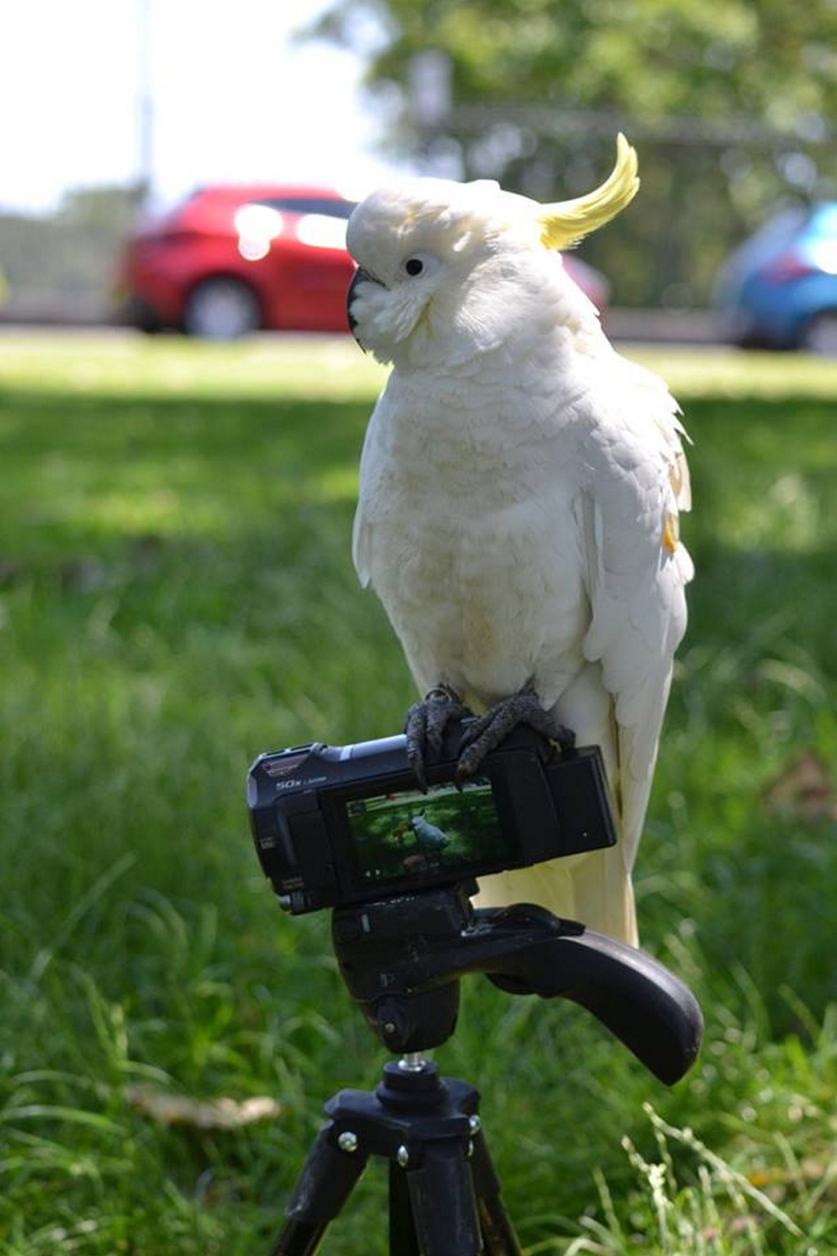 Papiga cockatoo je mandelj