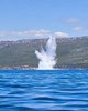 Bomba