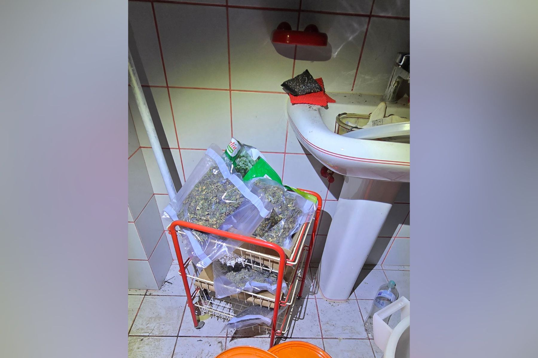Ljubljanski kriminalisti so v okviru hišne preiskave pri 51-letnem osumljencu na območju Iga zasegli več kot 300 sadik konoplje