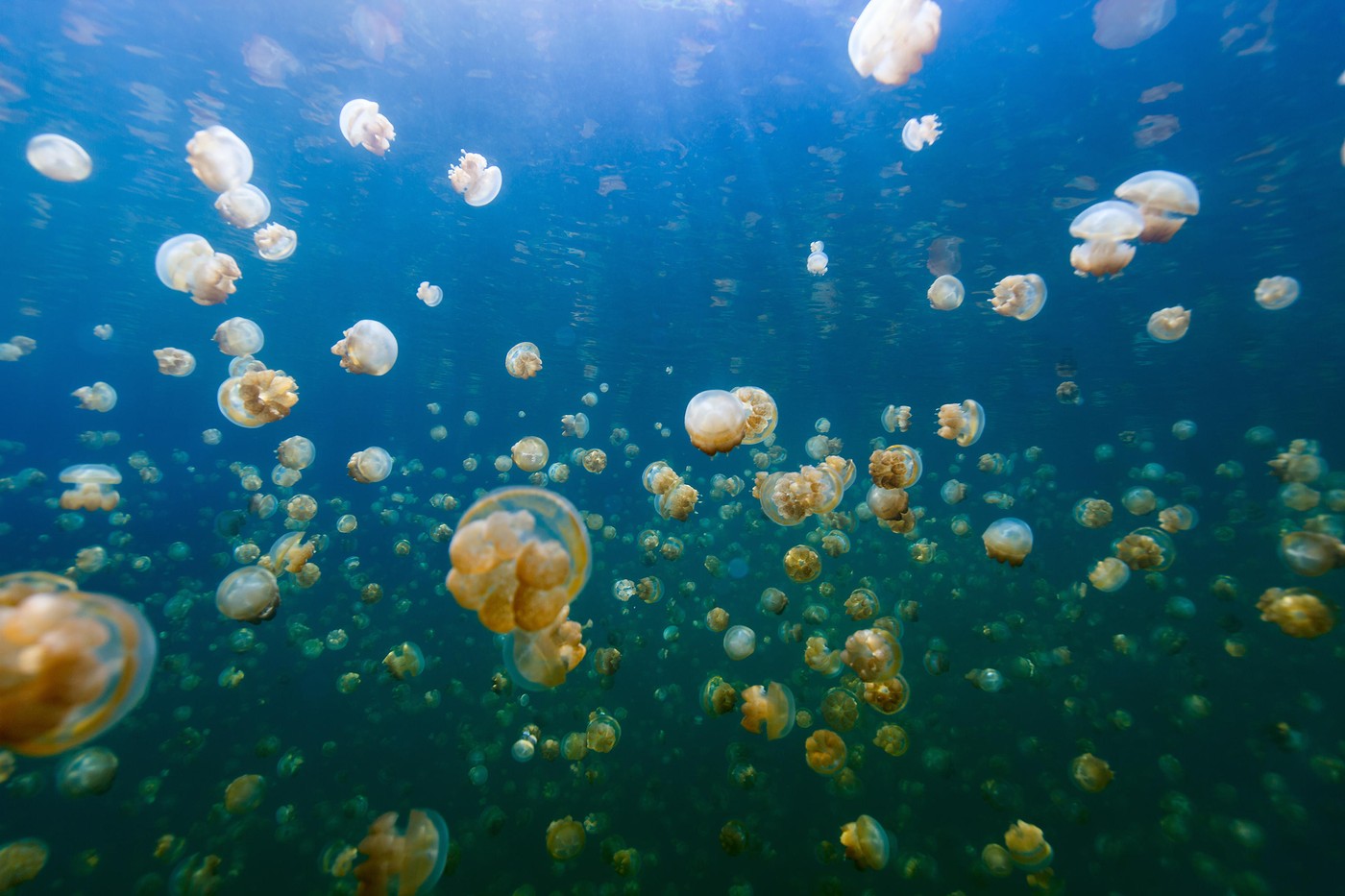 Jezero meduz