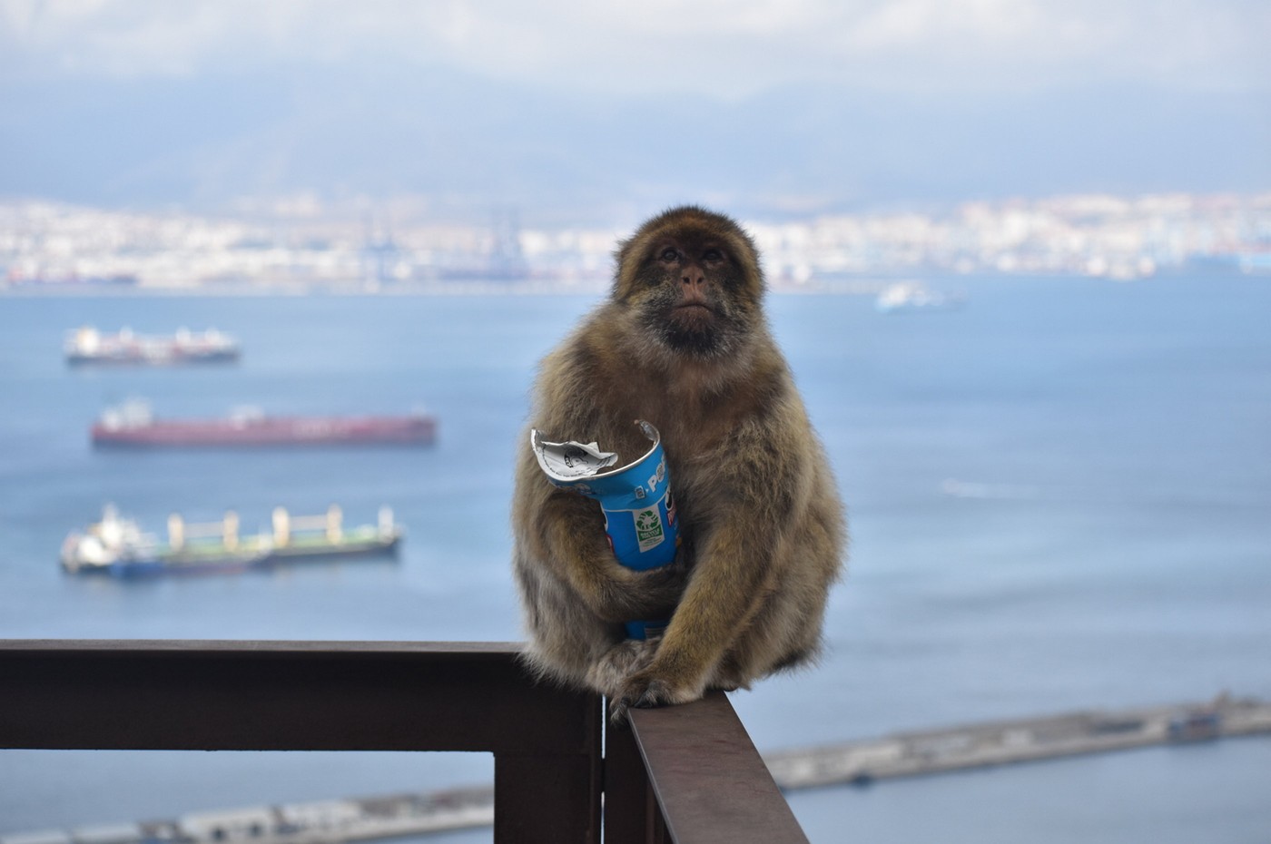 Makaki na Gibraltarju