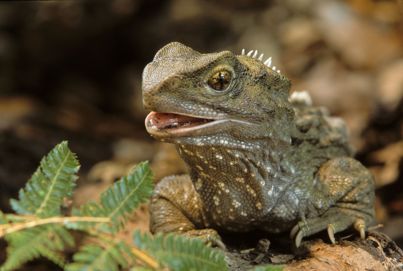 tuatara, Sphenodon punctatus, novozelandski plazilec
