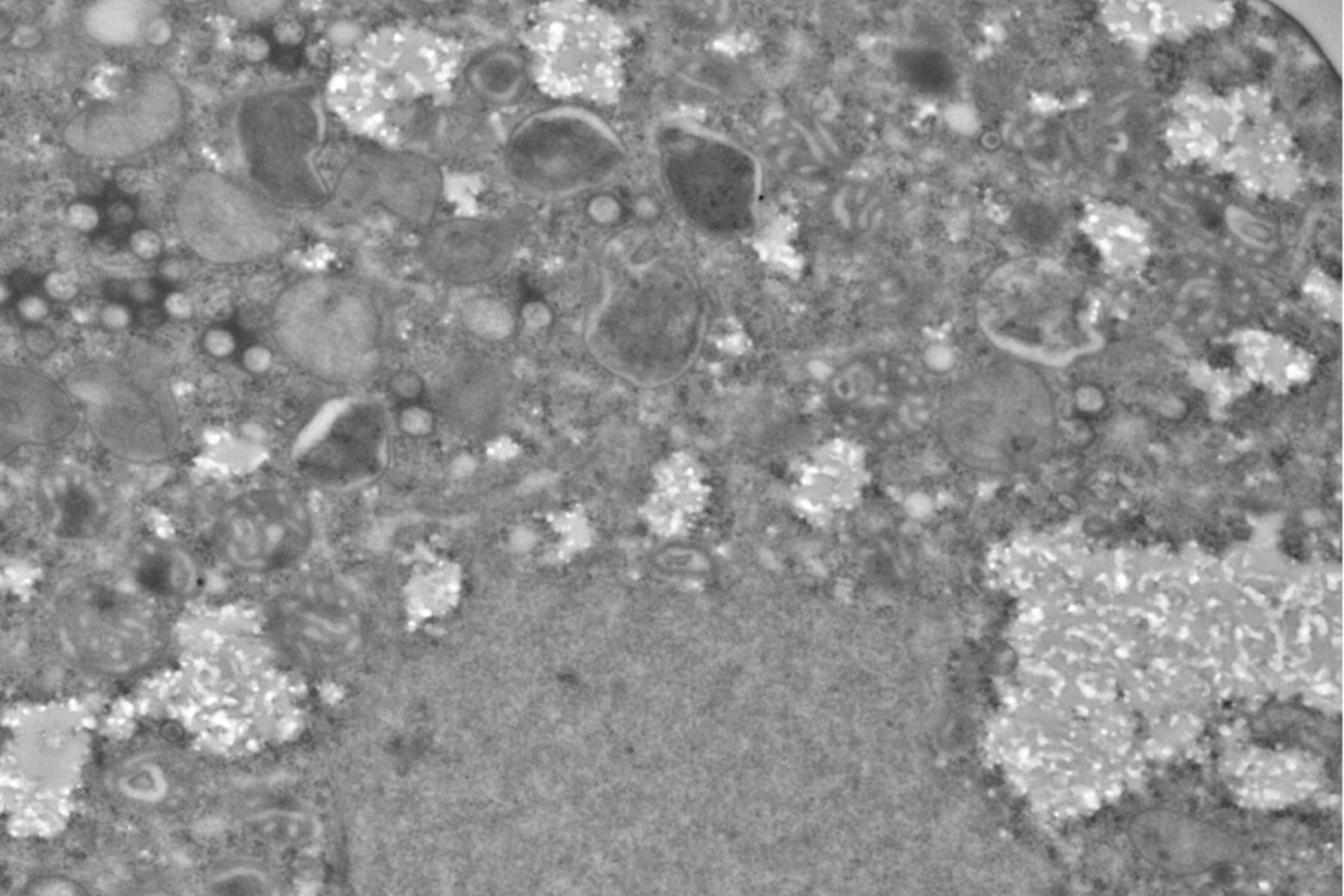 Orjaški virus