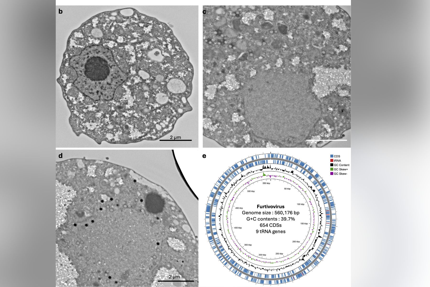Orjaški virus