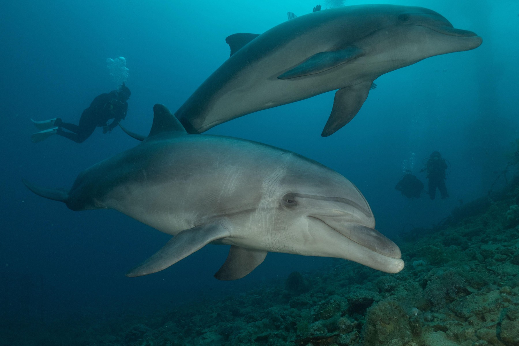 delfin