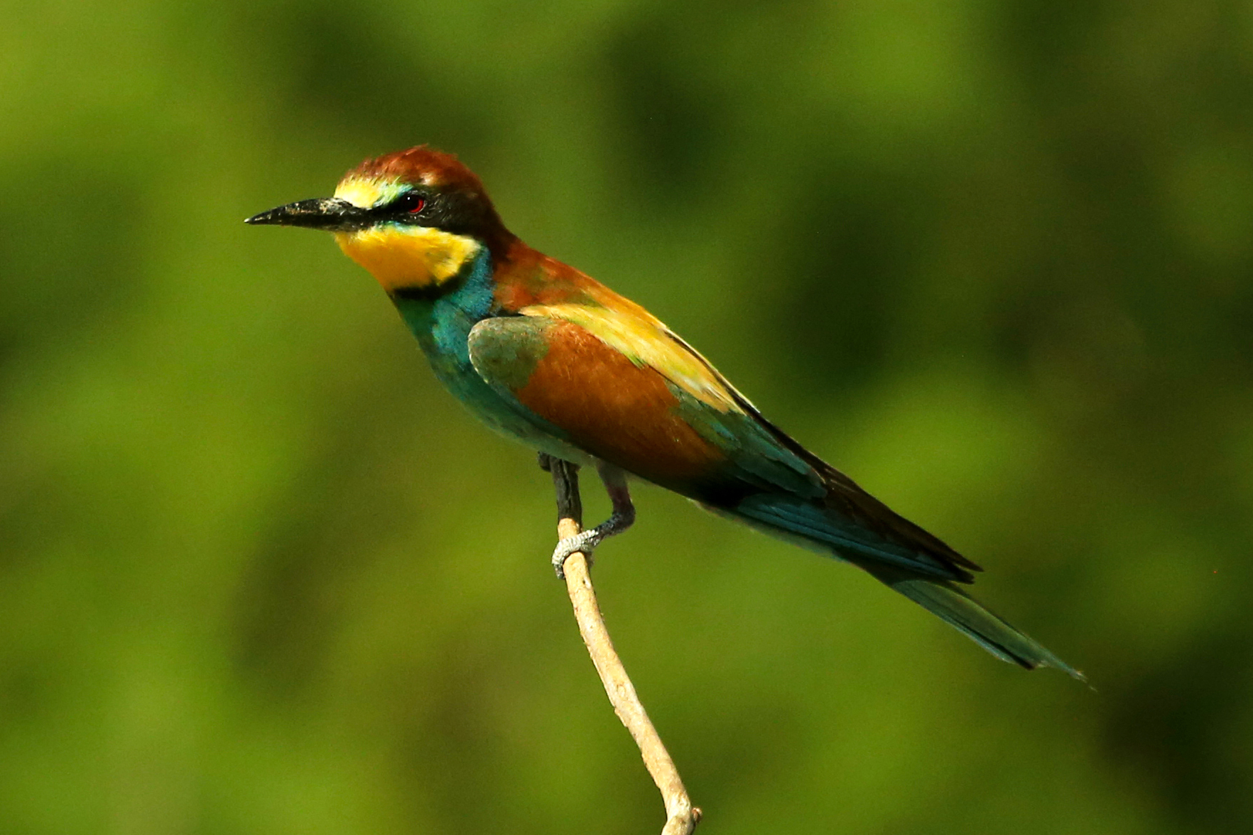 KONYA, TURKIYE - JUNE 28: A bee-eater (Merops Apiaster)
