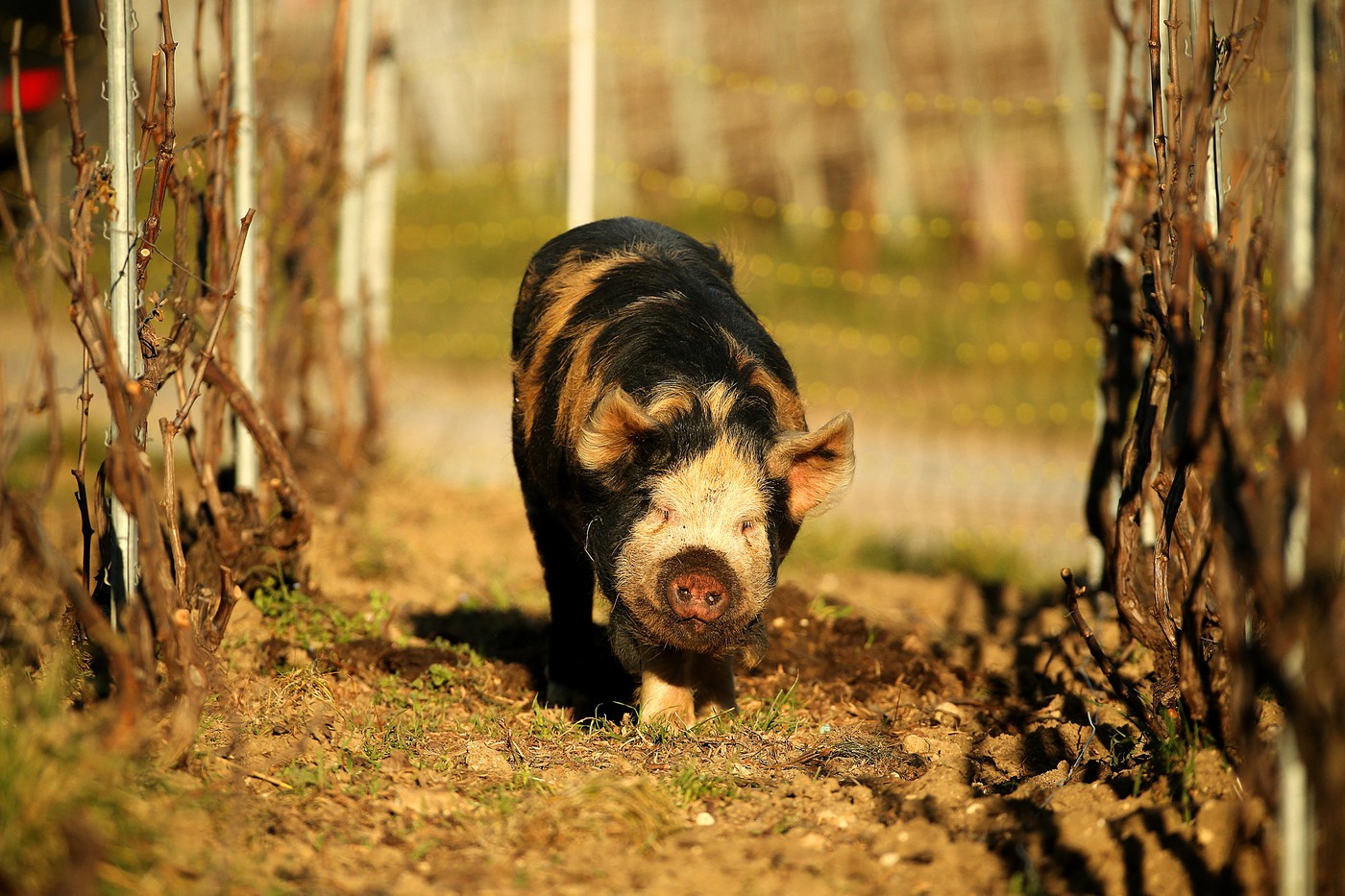 Prašič pasme kunekune