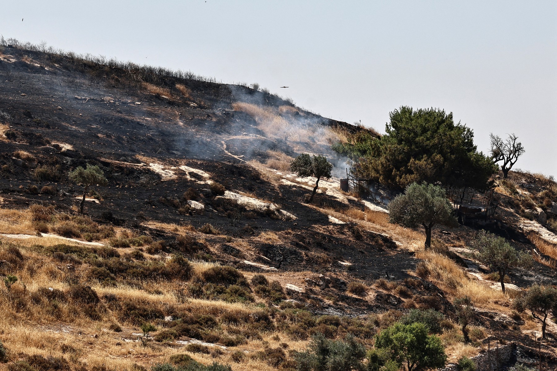 Smoke rises after Israeli settlers reportedly set fire to agricultural fields surrounding the village of Taybeh, in the Israeli-occupied West Bank on June 10, 2026.