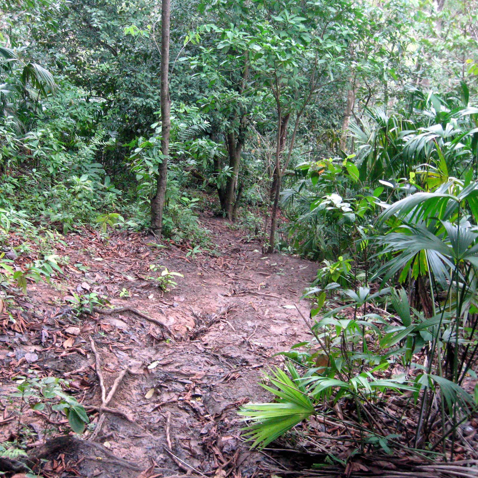 džungla Darien Gap