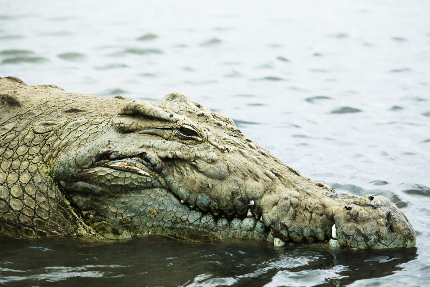 Krokodil