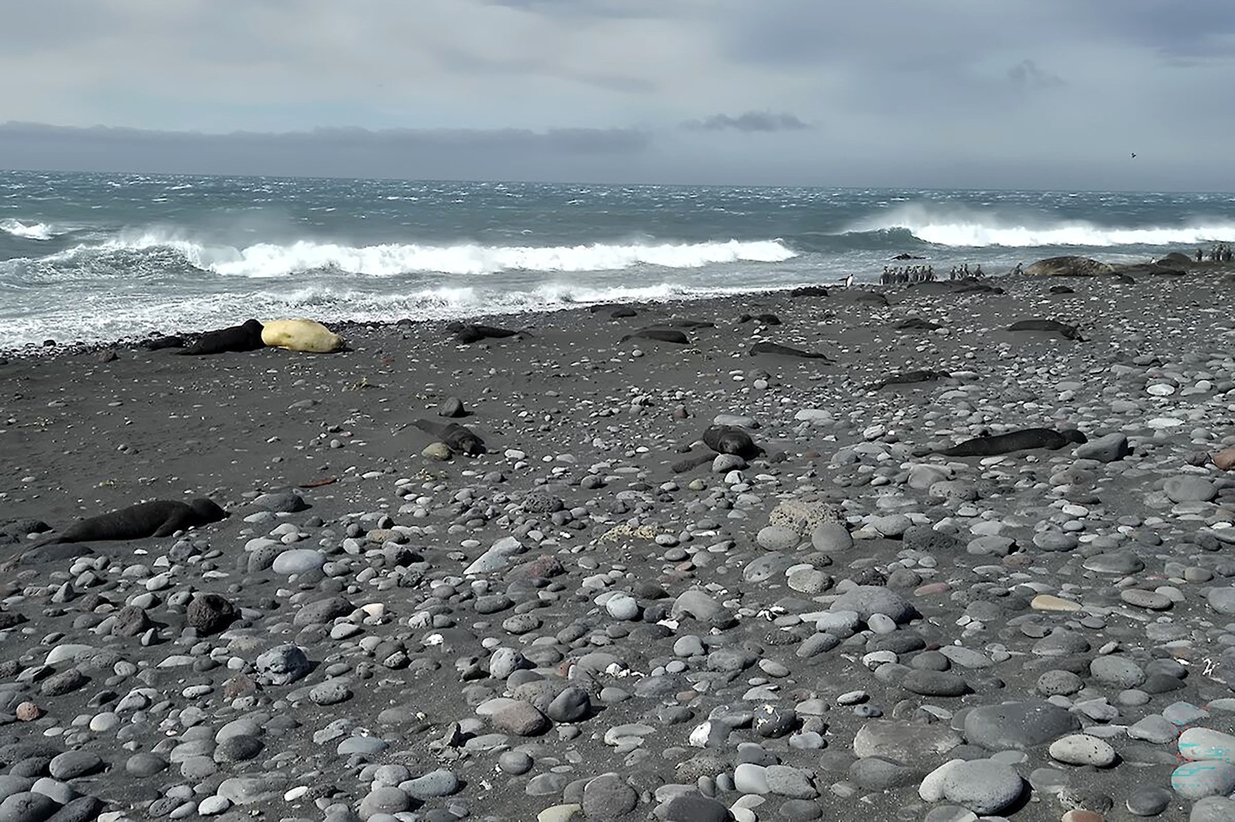 Poginuli tjulnji