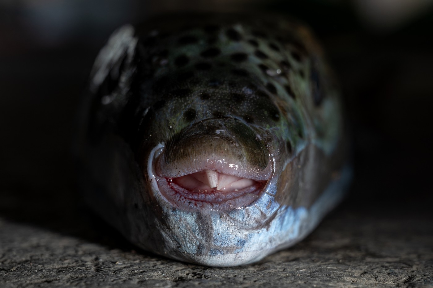srebrnoprogasta napihovalka