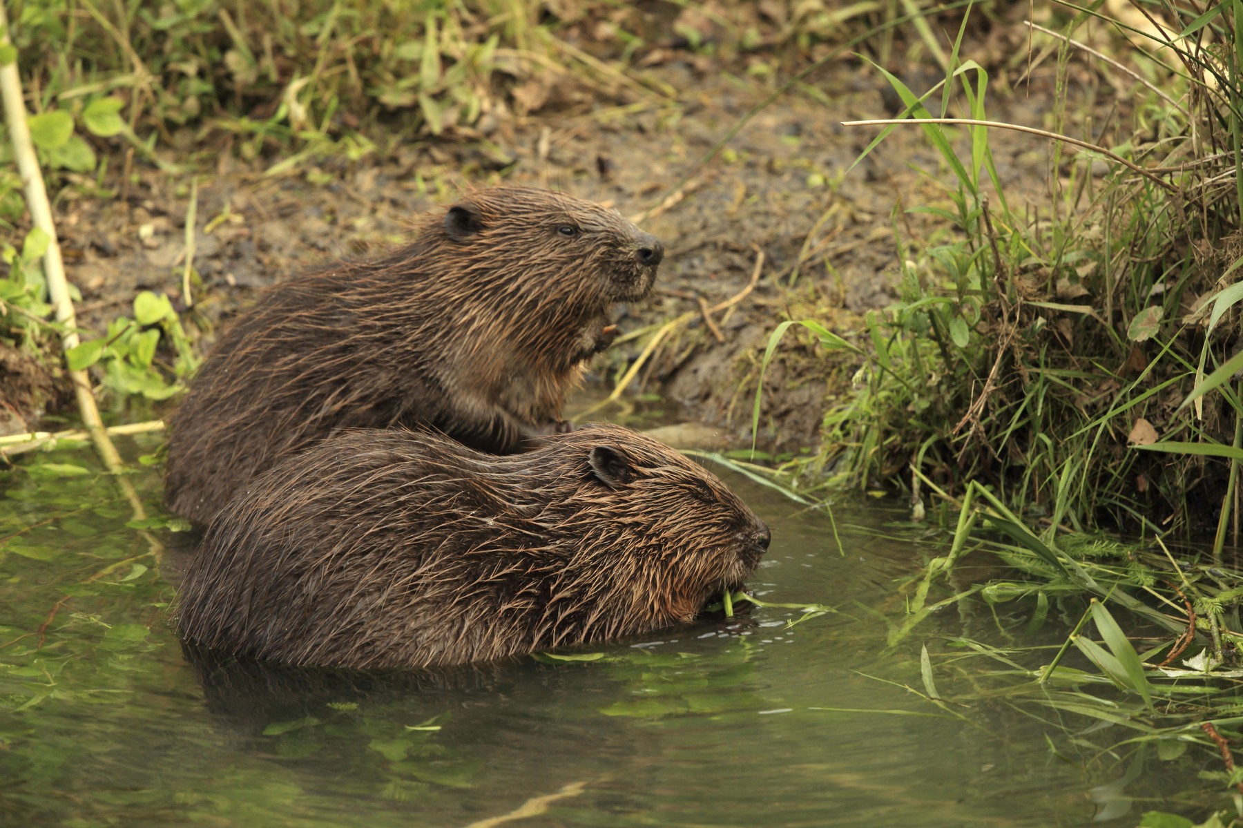 European Beavers (Castor fiber). in the water feeding - Germany.