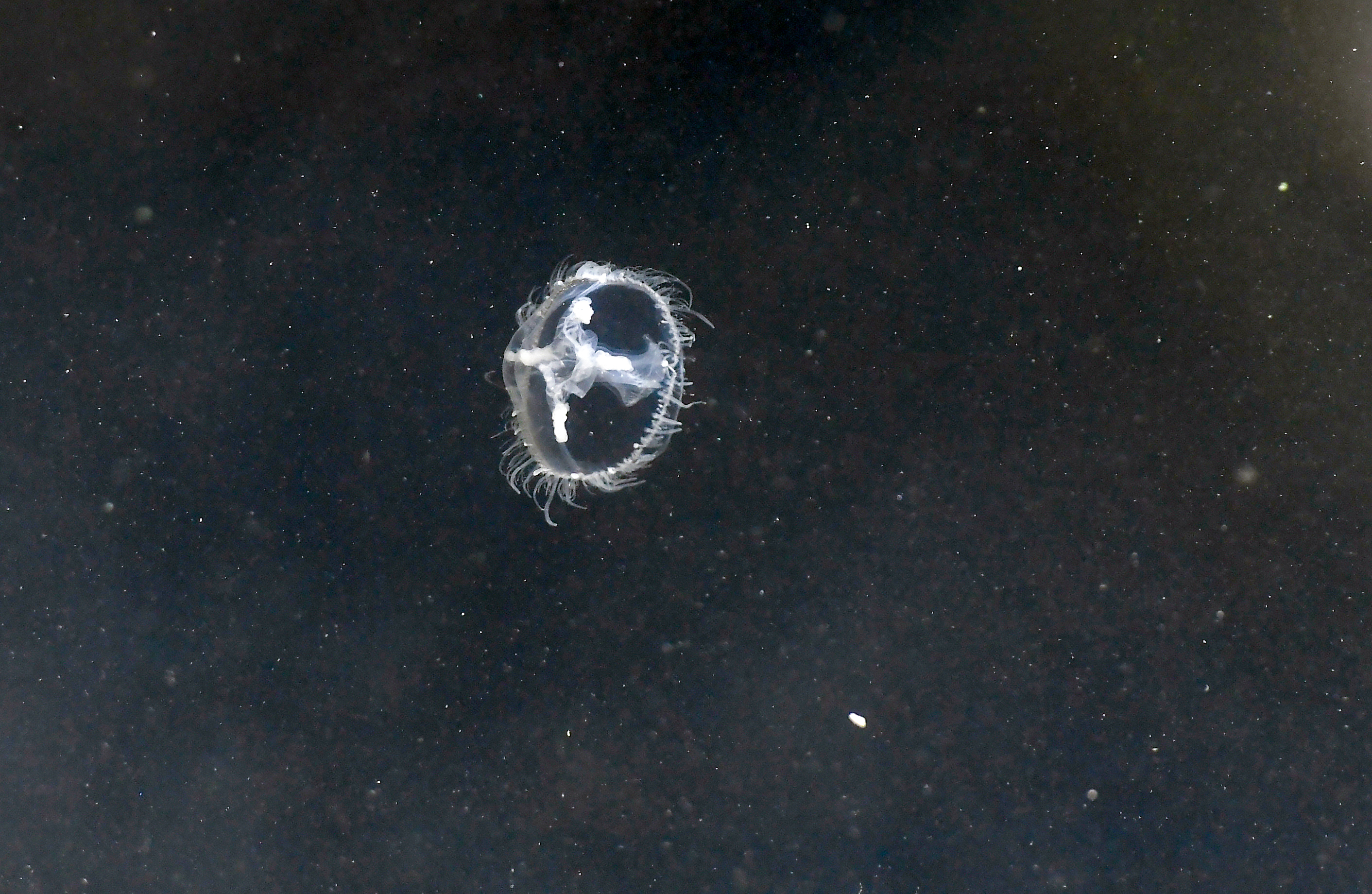 Sladkovodna meduza, Craspedacusta sowerbii