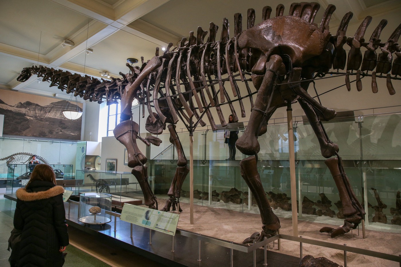 replika okostja titanozavra v American Museum of Natural History, New York, 2016
