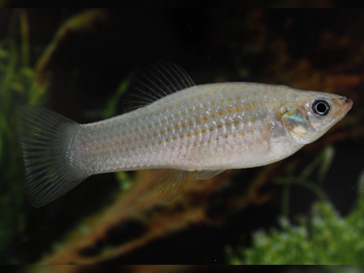 bledi moli, Poecilia formosa, riba, ki se razmnožuje nespolno