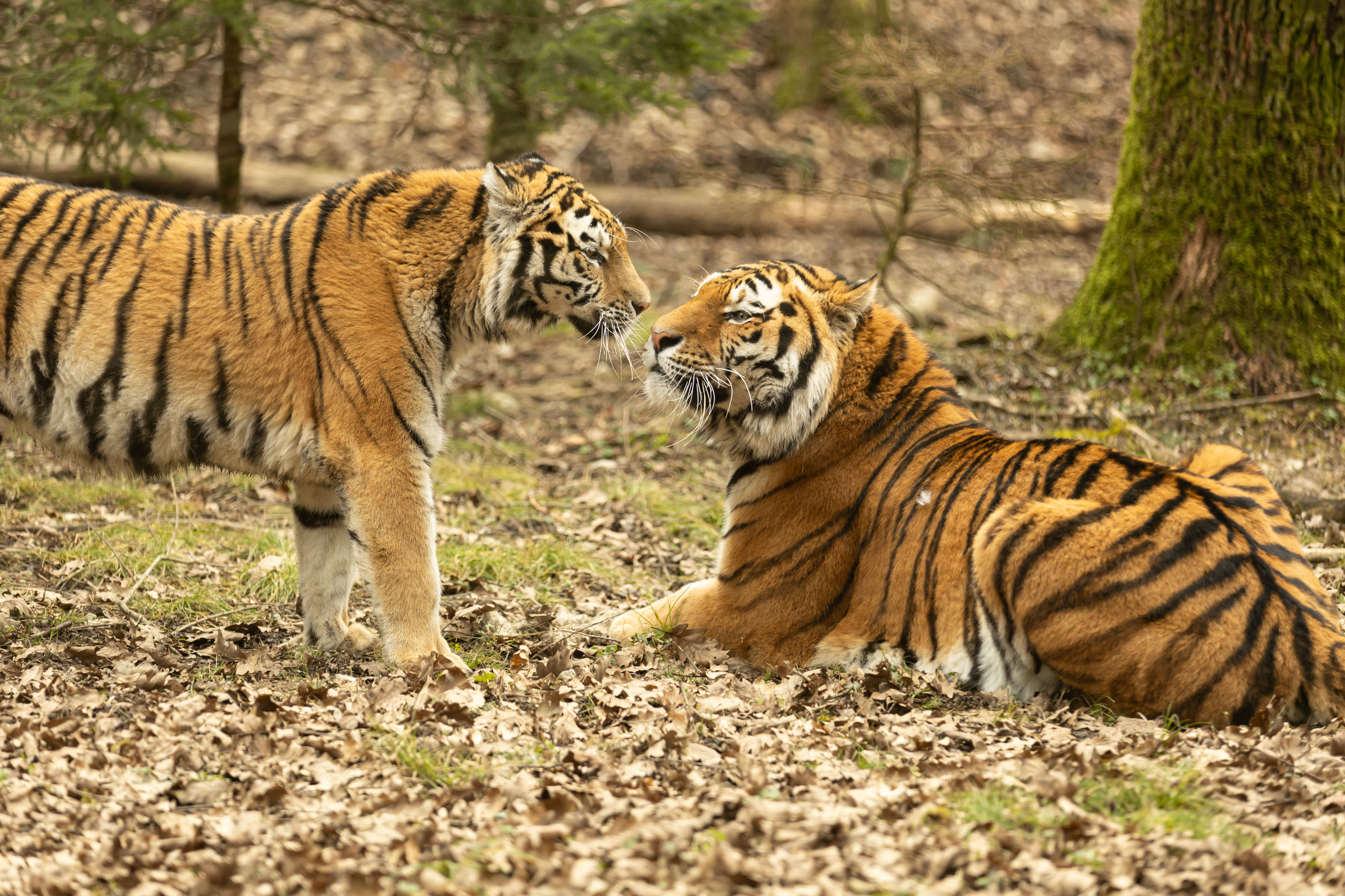 Sibirska tigra