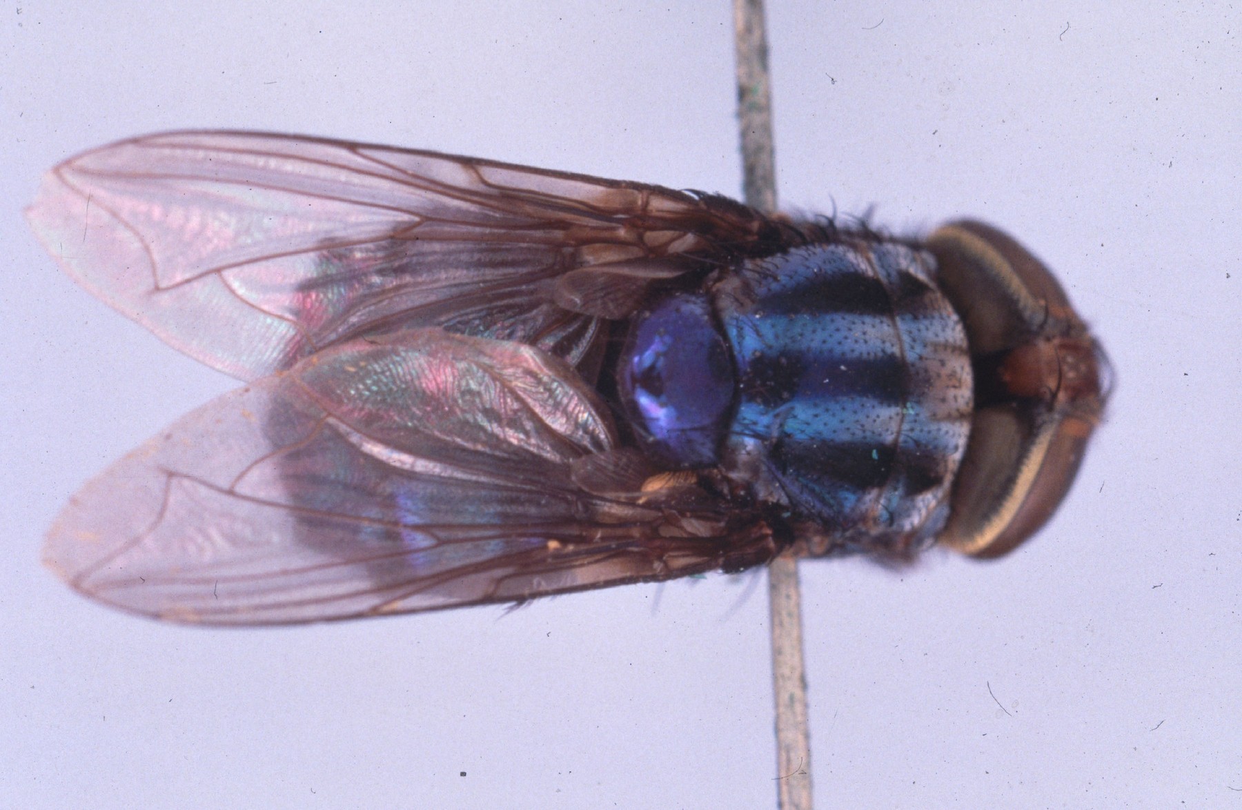 A mounted specimen of a Adult new world screwworm fly.  Photographed by Martin Hall.     Date:,Image: 161912224, License: Rights-managed, Restrictions: , Model Release: no
