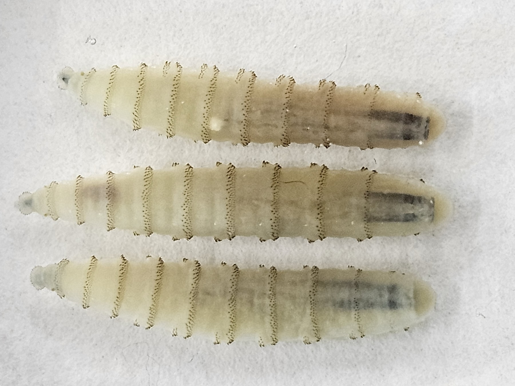 A close-up showing three screwworm larvas, which infect and bury through the flesh of living warm-blooded animals. The flesh-eating parasite, thought to have been eliminated from North America has re-emergedNew World Screwworm Larva