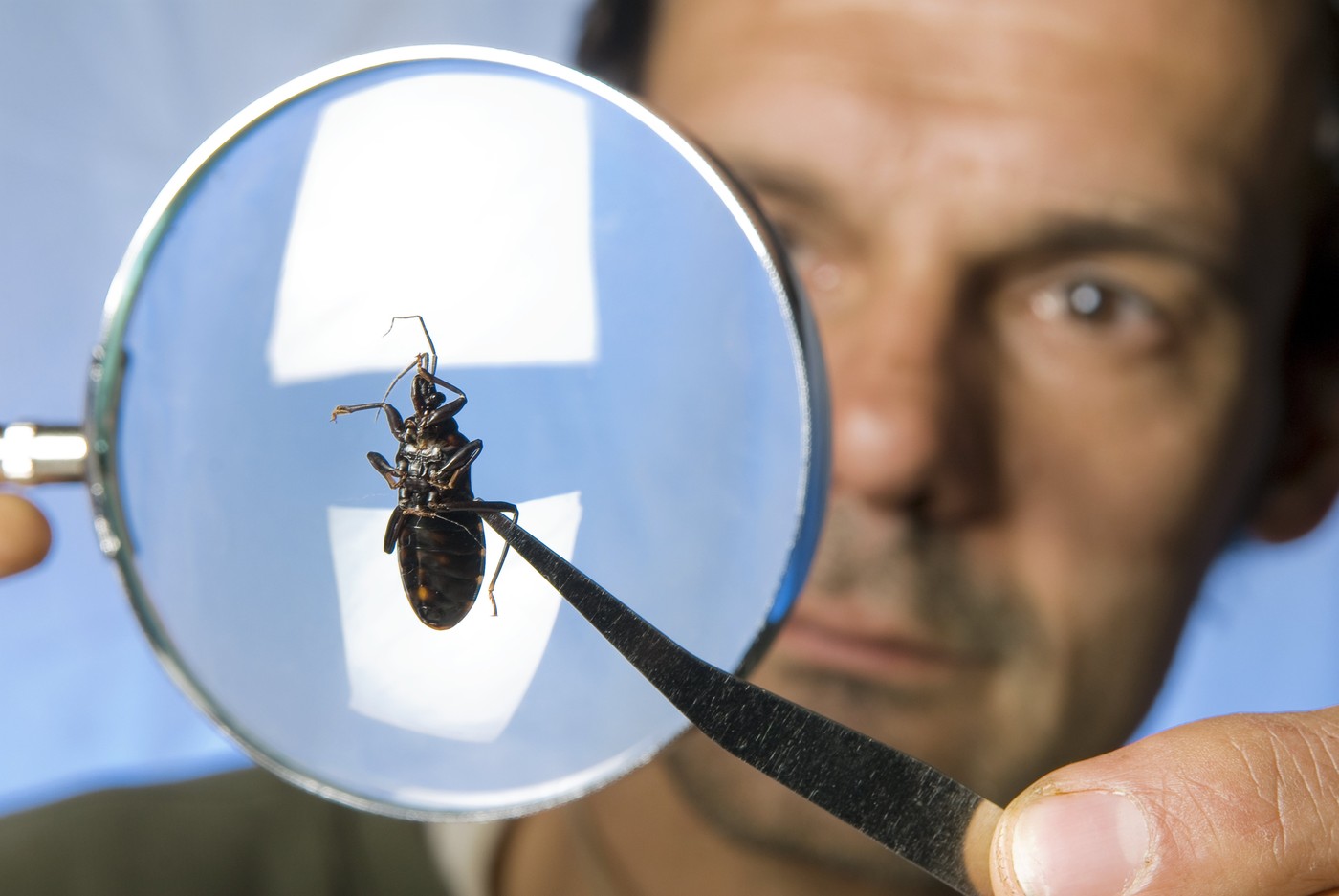 entomolog preučuje žuželko pod lupo, povečevalnim steklom