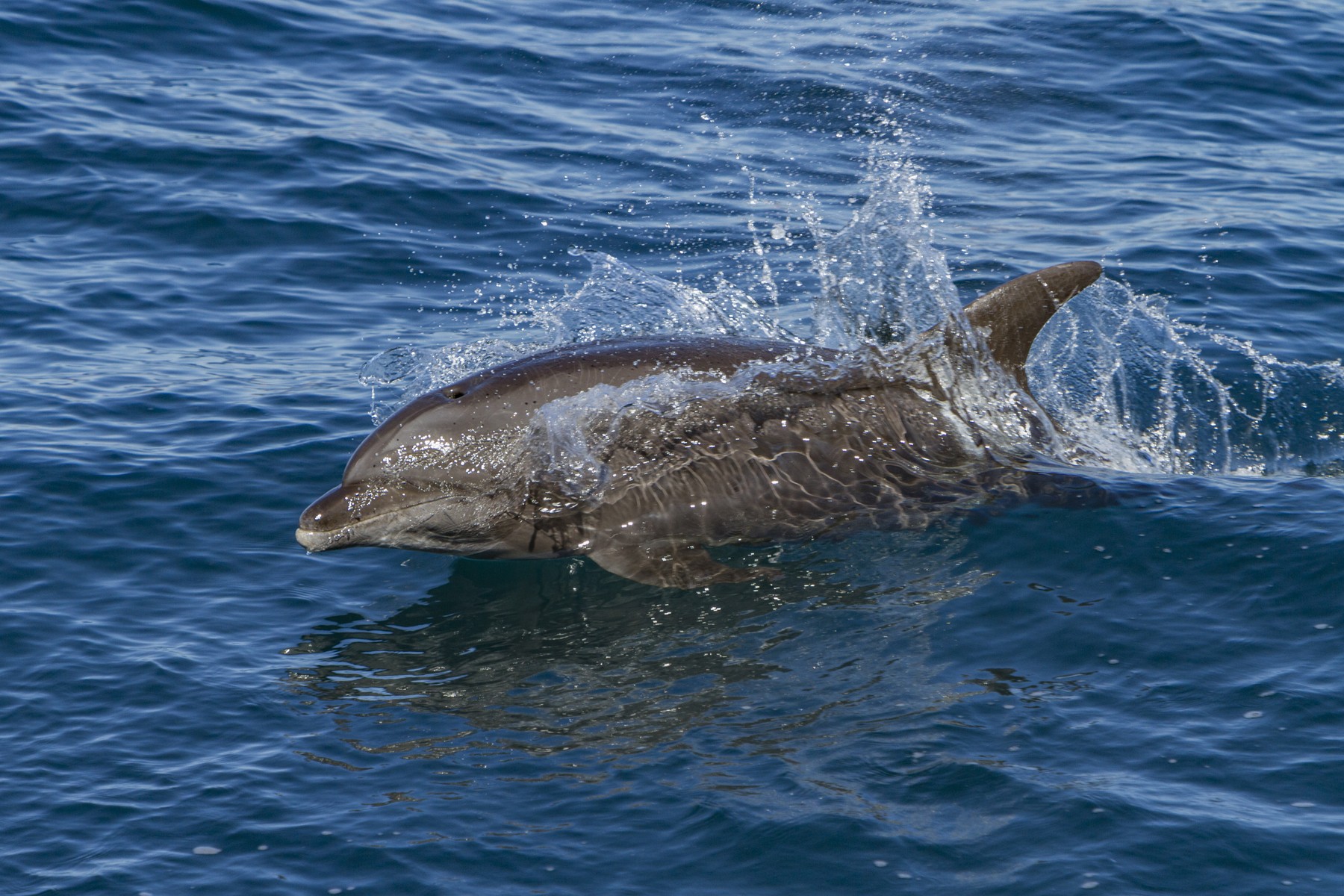 Offshore bottlenose dolphin.