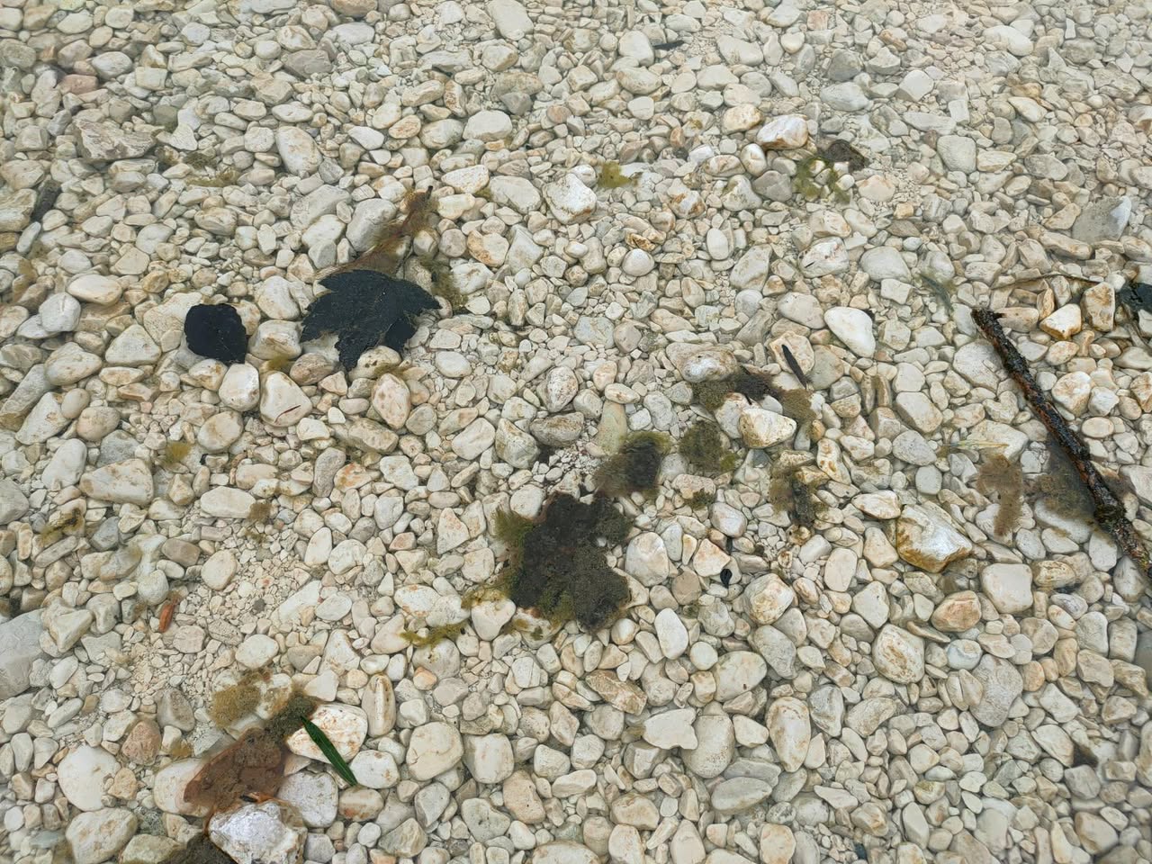 cianobakterije v Bohinjskem jezeru