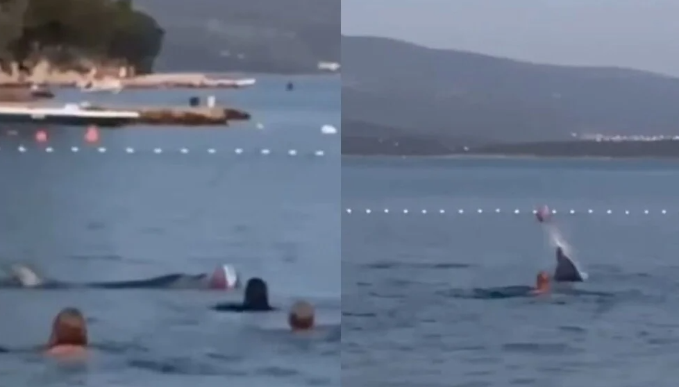Delfin se žoga