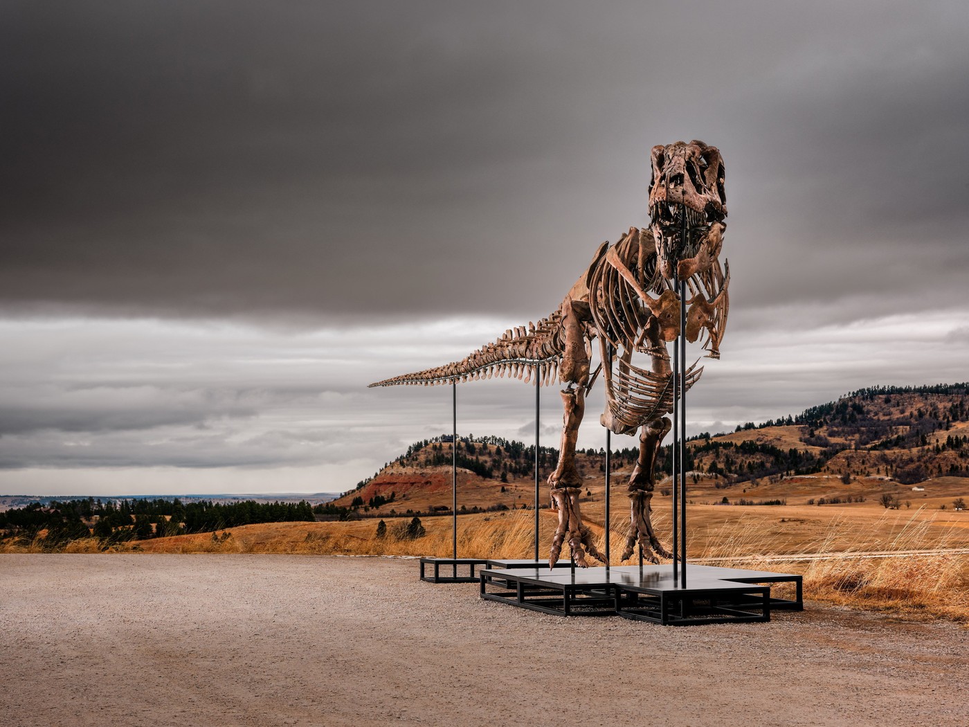 Tiranozaver rex Gus