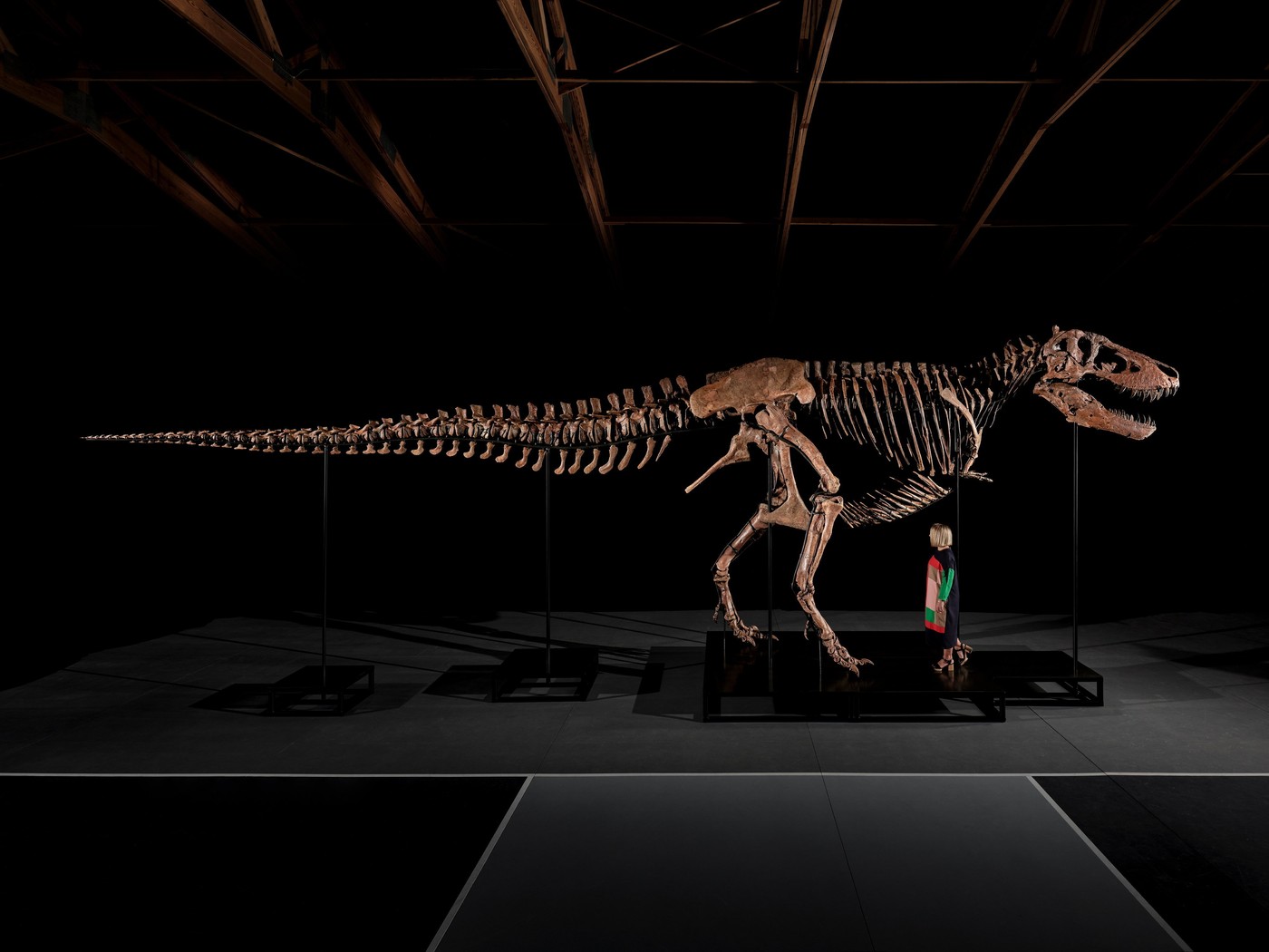 Tiranozaver rex Gus