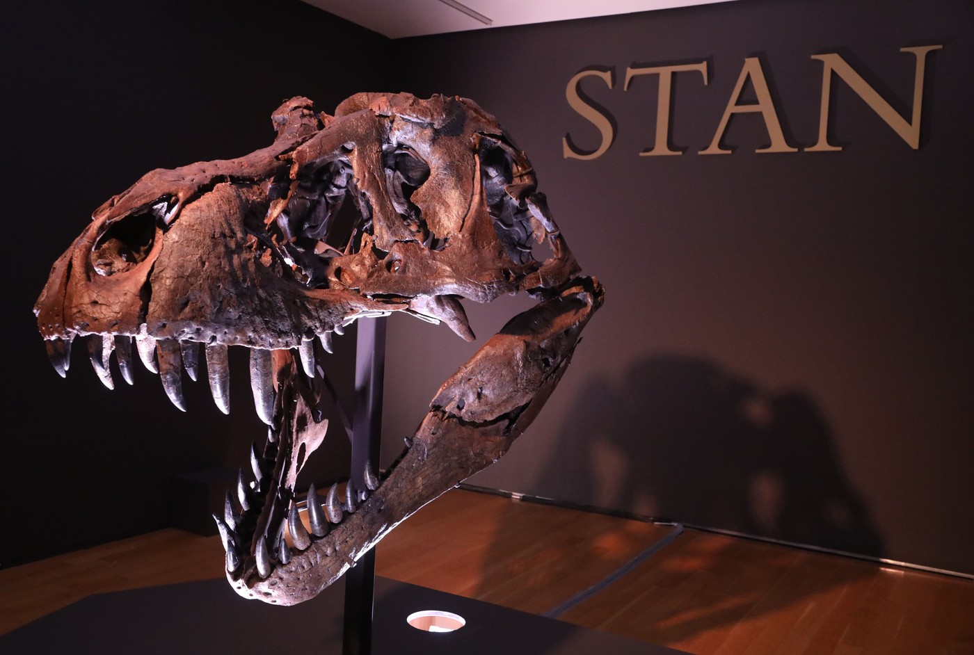 Tiranozaver rex Stan