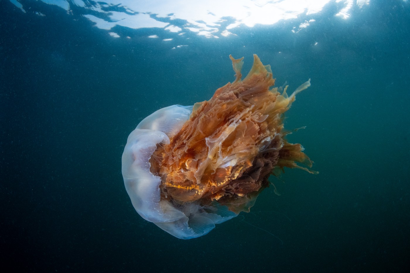 meduza, levja griva, ognjeni klobučnjak, Cyanea capillata