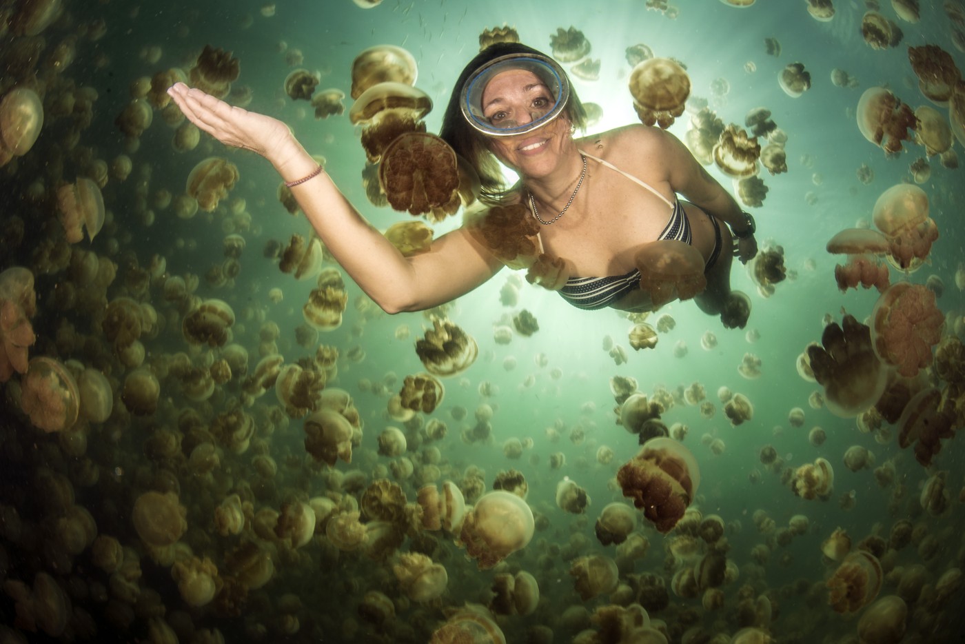 Ženska se potaplja v jezeru polnem meduz (Mastigias papua) Jellyfish Lake, Eil Malk, Palau, Mikronezija