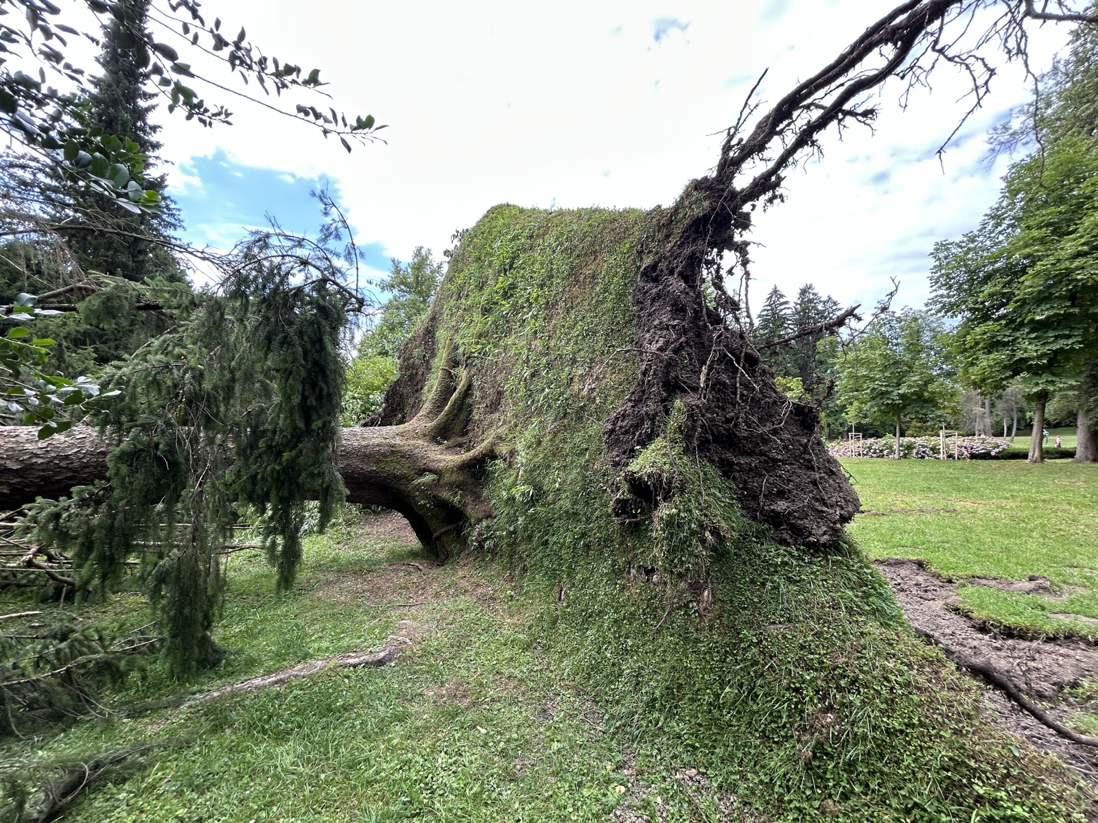 Izruvano drevo v parku Tivoli