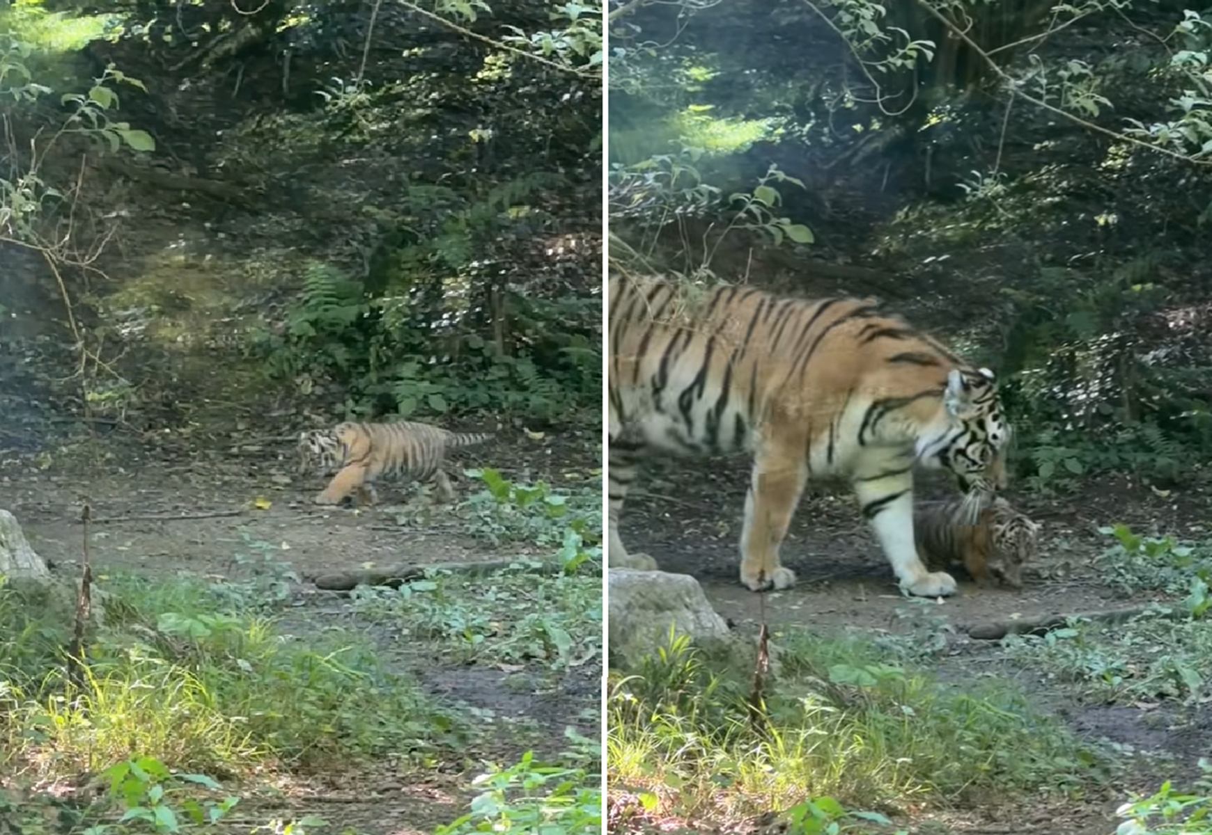 Mladiči sibirskega tigra