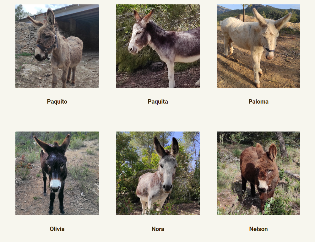 Tivissa Donkeys Firefighters