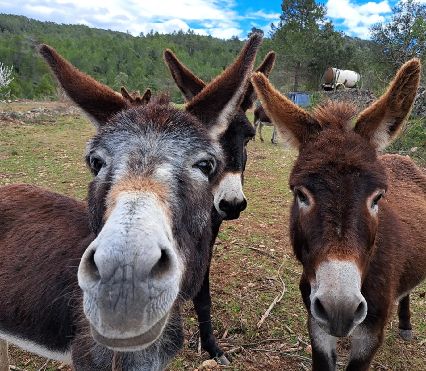 Gasilski osli - Tivissa Donkeys Firefighters.